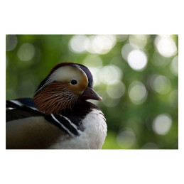 TAMRON Objectif 50-400mm f/4.5-6.3 Di III VC VXD compatible